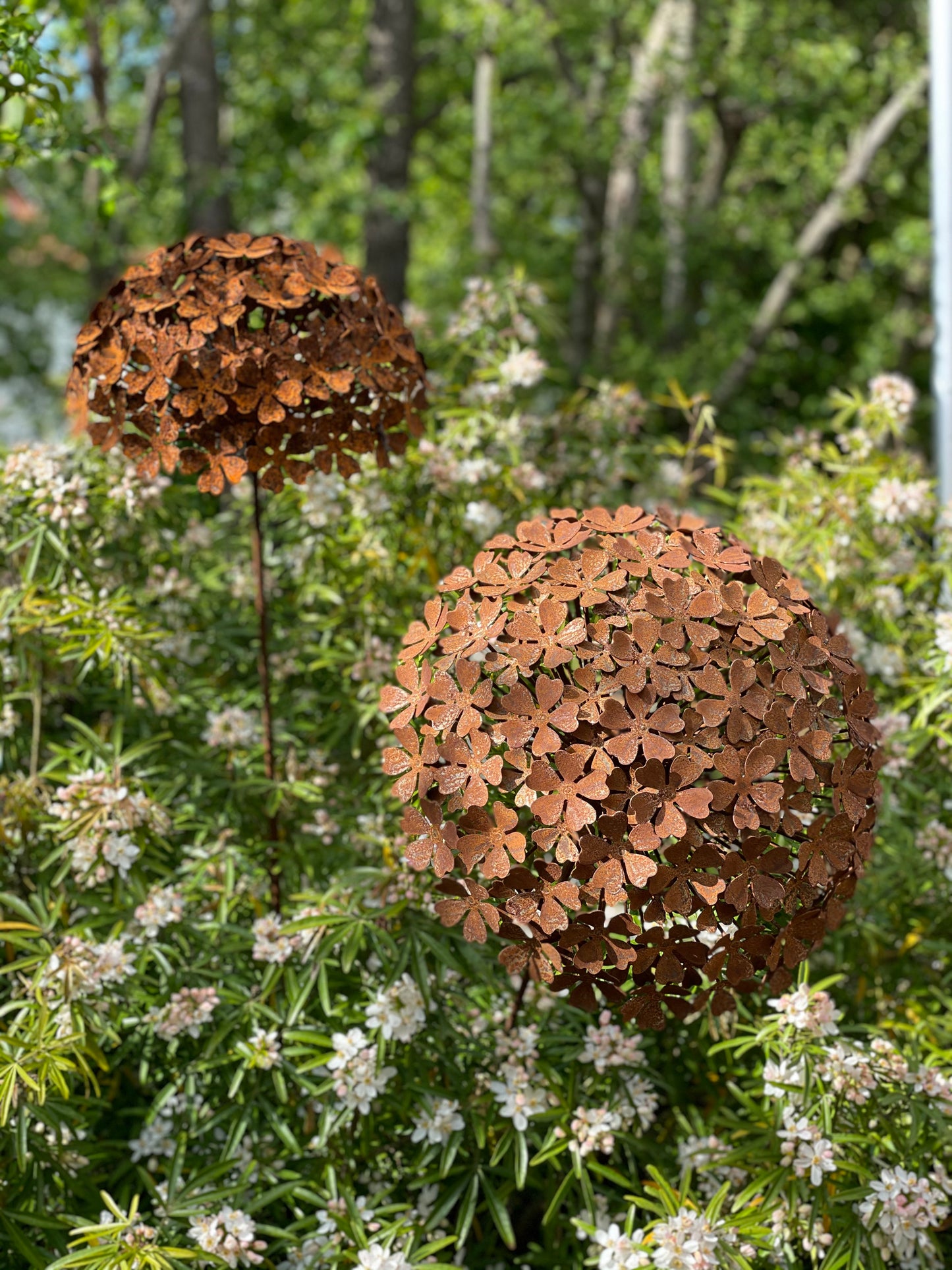 Hydrangea (mittlere Größe)