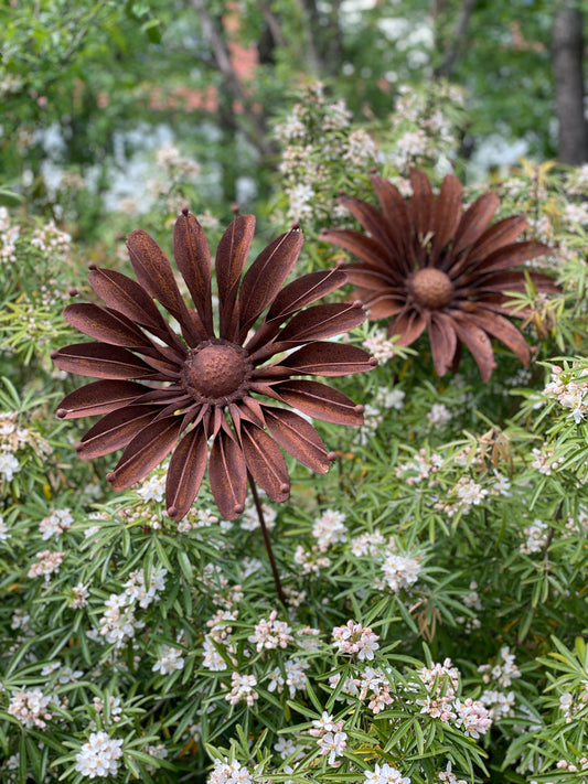 Rostblume - Sonnenblume groß