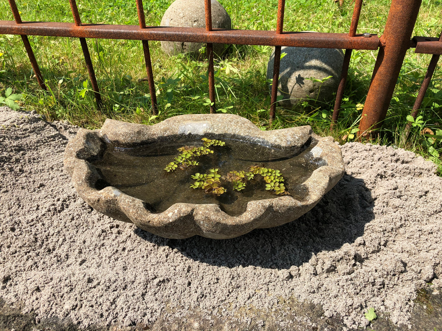 Muschel, Steinschale, Pflanzgefäß, Vogeltränke