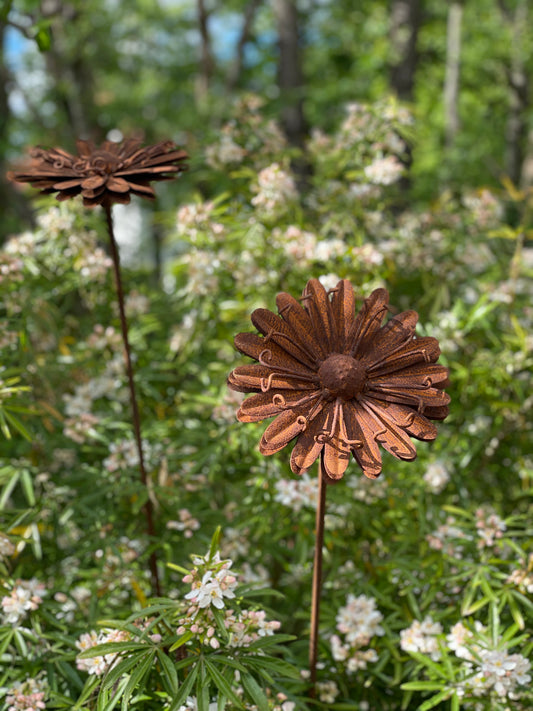 Rostblume - Gänseblümchen