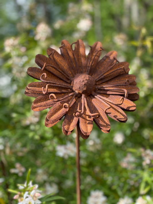 Rostblume - Gänseblümchen