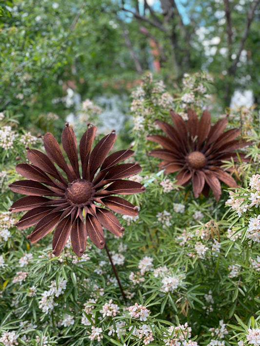 Rostblume - Sonnenblume groß
